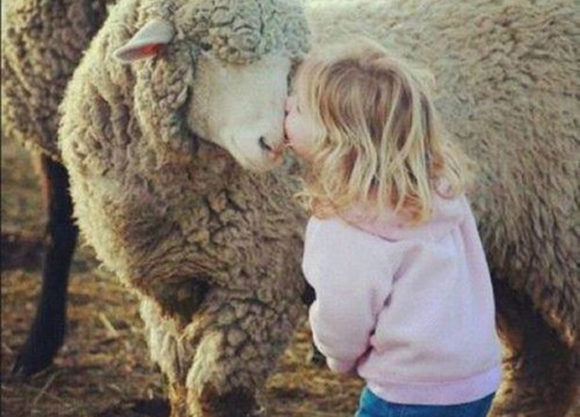 girl and sheep