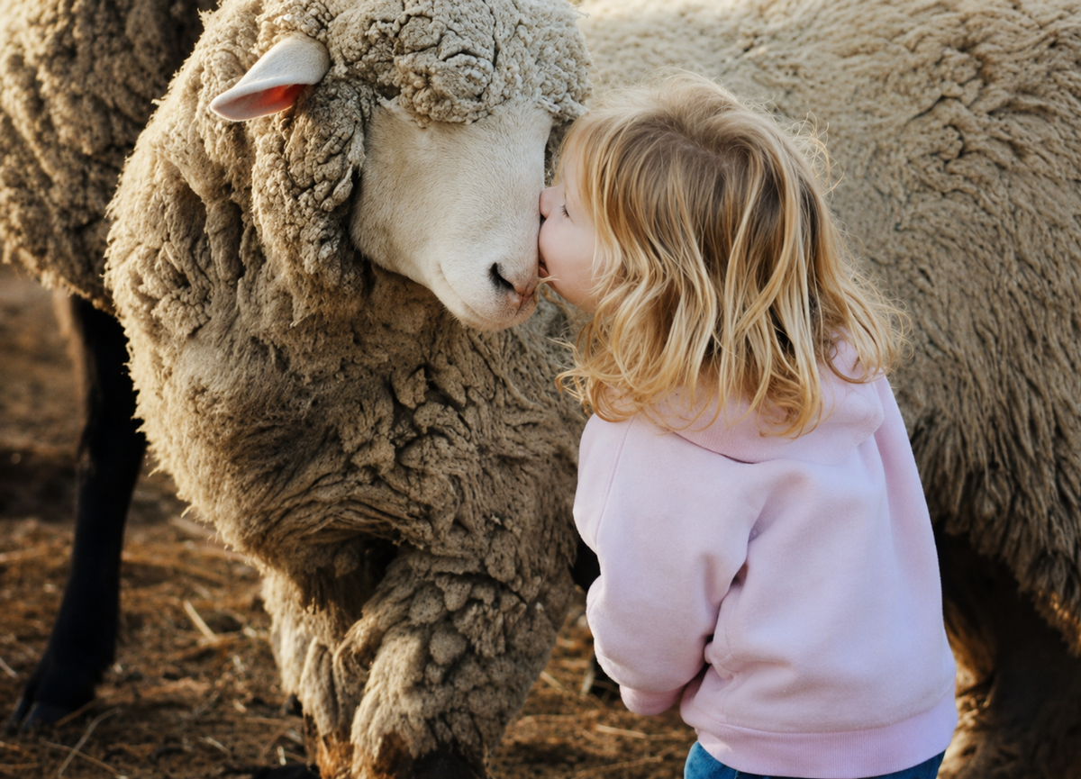 From Farm to Pillow: Why Traceable Australian Wool Matters?